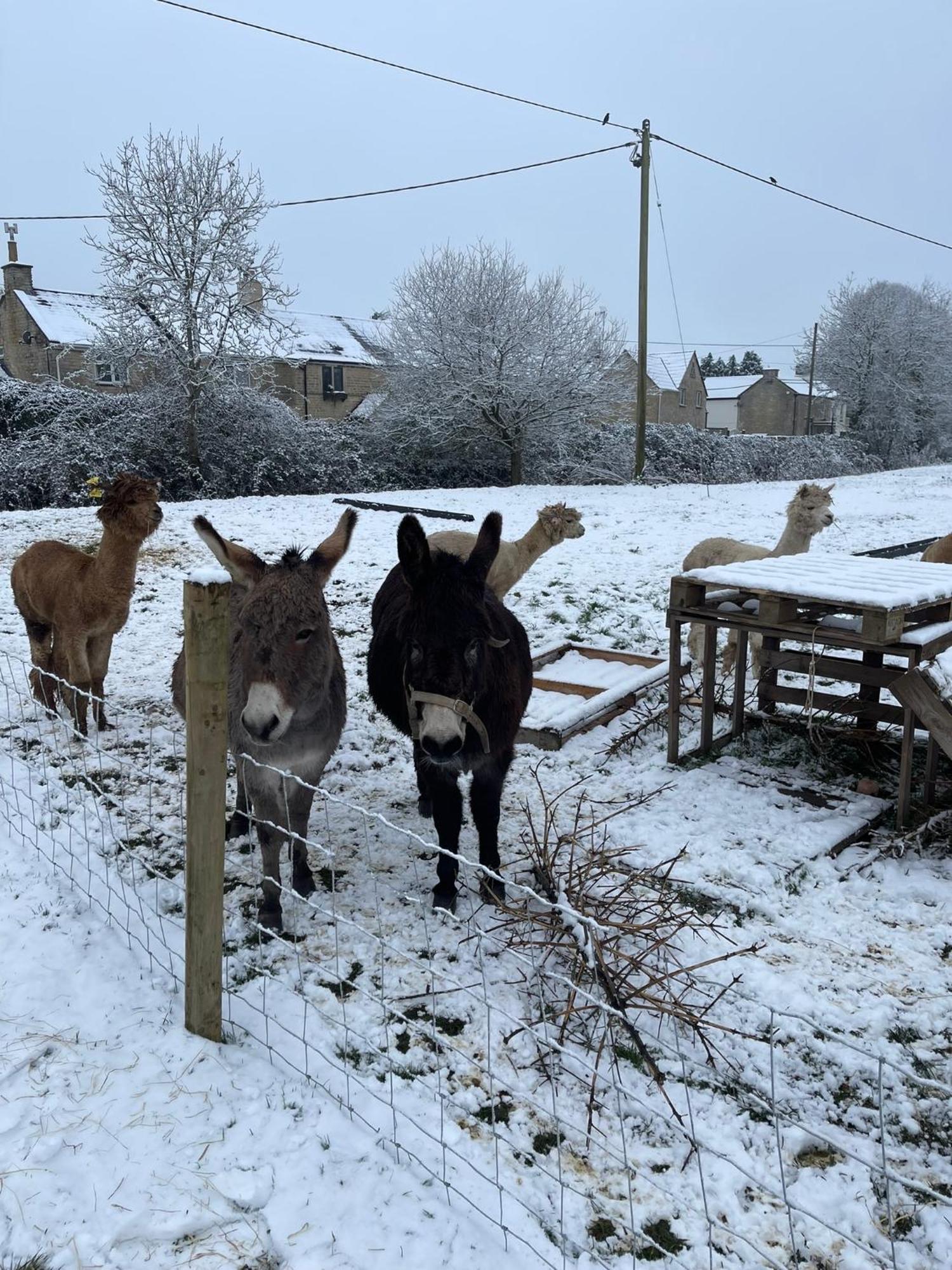 Mulberry House Farm The Garden Farm stay Chippenham (Wiltshire)